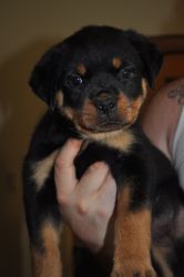 Purebred Rottweilers