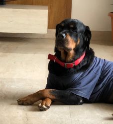 Own Rottweiler at very affordable cost