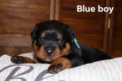 AKC papered Rottweiler puppies