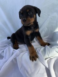 Rottweiler and PitBull mix 3/4R 1/4P