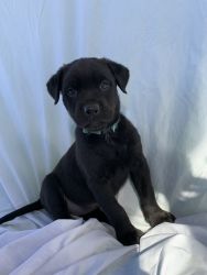 Rottweiler and PitBull mix 3/4R 1/4P