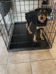 7 month old Rottweiler for sale