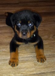 Akc german rottweiler puppies ready today 7.5 weeks