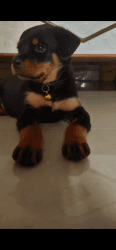 Rottweiler puppy urgent sale
