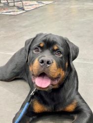Rottweiler puppy professionally trained