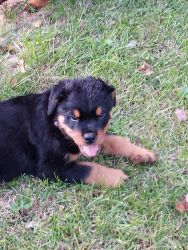Rottweiler puppies 1 male 1 female left. Text now. There going fast