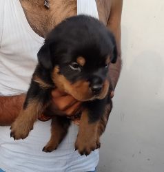Champion blood lineage rott pups avialable