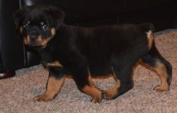 ROTTWEILER PUPPIES AVAILABLE