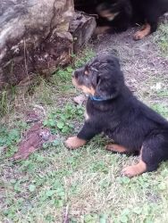 Rotti puppy 8 weeks old