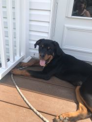 8 month old pure bred Rottweiler