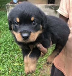 Male Rottweiler puppies