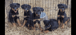 Rottweiler Puppies Ready For Rehoming