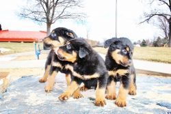 8wk old Rottweiler puppies
