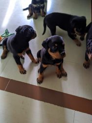 35 day old Rottweiler puppies , body weight 4 kg