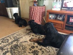 Male Rottweilers