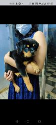 Excellent quality rottweiler pups