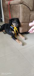 I want to sell 5 months old Indian cross Rottweiler puppy