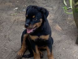 Female Rottweiler - two month old puppy for adoption