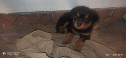 Rottweiler puppy's for sale