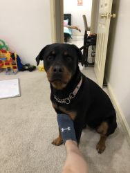 3yr old sweetheart rotti, family dog