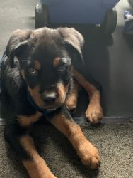 Selling puppy Rottweiler