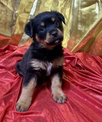 Rottweiler puppies Ready Now