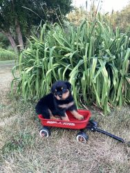 Superior Quality Rottweiler puppies ready Now