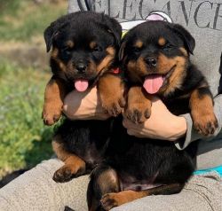 Pure Breed Rottweiler Ready For New Homes Now.