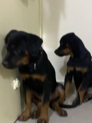 I want to sell Rottweiler puppies