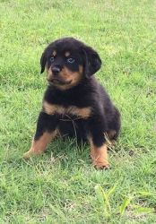 Awesome T-Cup Rottweiler Puppies Available