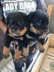 Handsome Rottweilers for sale