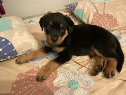 I want to sell my puppy because of my dad the are very afraid of this