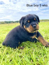 AKC Rottweiler Puppies 2 males