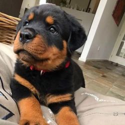Rottweiler puppies for Adoptions/sale in California USA [Dogs}