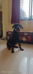 Rottweiler 4 months puppy for sale