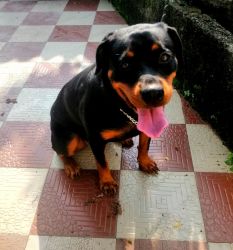 10 month old female Rottweiler for sale