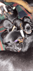 Rottweiler Puppies- Excellent German Bloodline