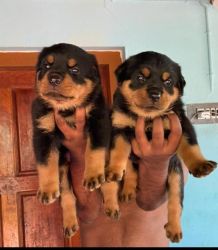 High Quality Certified Rottweiler Puppies