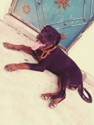 Dog puppy for sale Onor name-ashish Pandey
