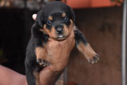 Female excellent quality puppies available