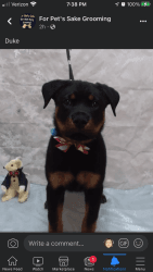 4 month old Rottweiler For Sale