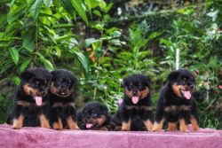 HIGH QUALITY ROTTWEILER PUPPIES AVAILABLE