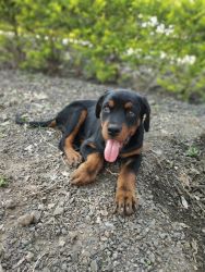 Best quality rott for sell