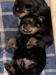 Rottweiler puppies 4 sale