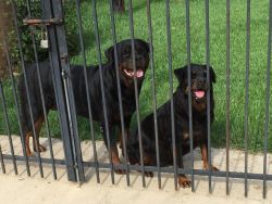 AKC German-Rottweiler Puppies