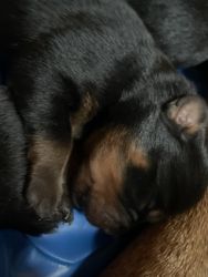 Rottweiler Puppies ready for their forever home 3/2/22
