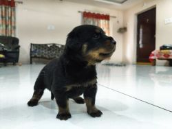 Rottweiler Show quality Puppies