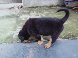 Rottweiler 51 days puppy available for sell