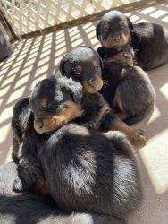 Full blood Rottweiler puppies for sale!!!!