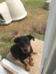 I have a8 month old Rottweiler needs a good family she’s well behaved